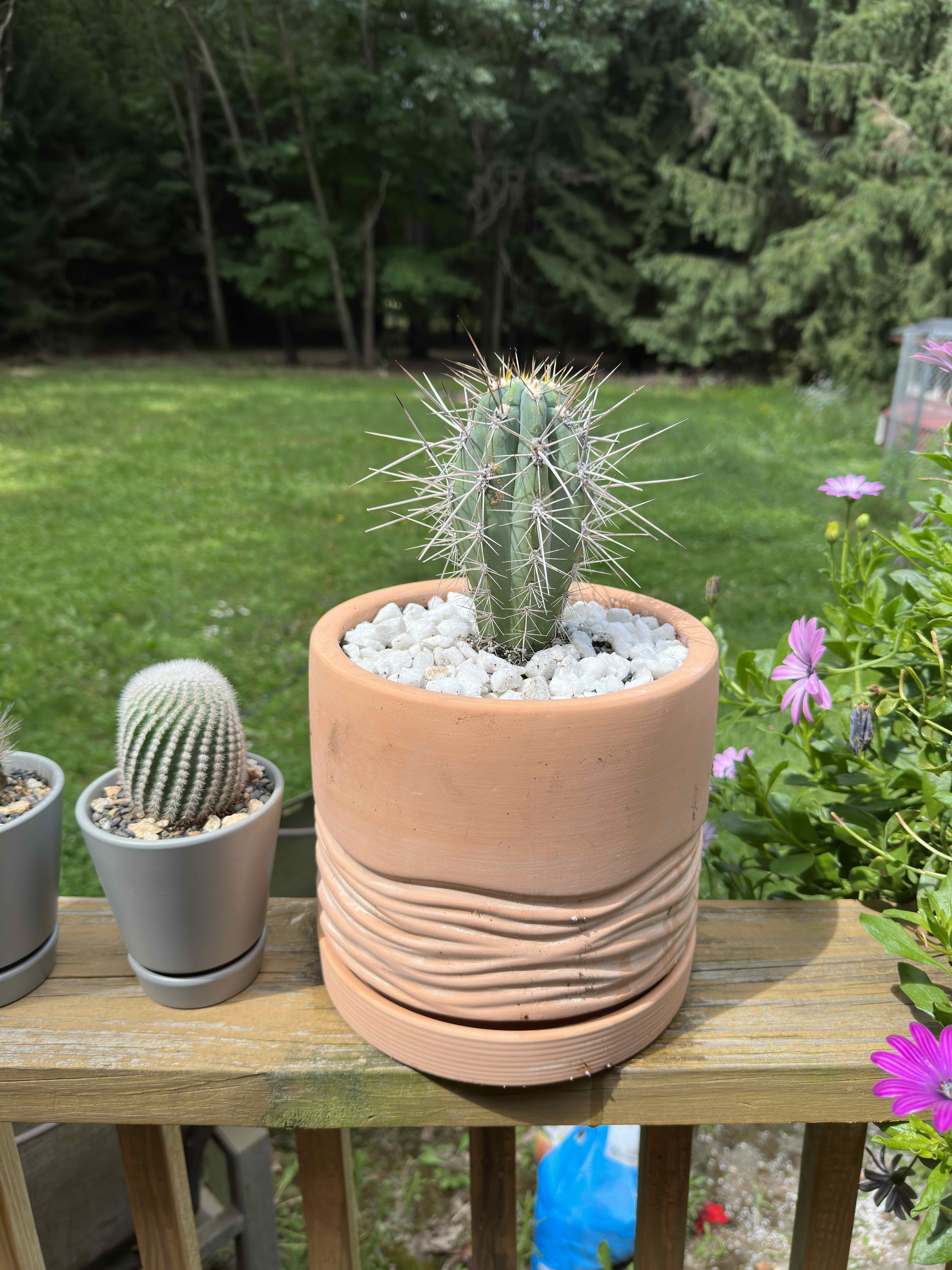 Potted Toothpick Cactus outdoors on a wooden surface with other plants in the background.