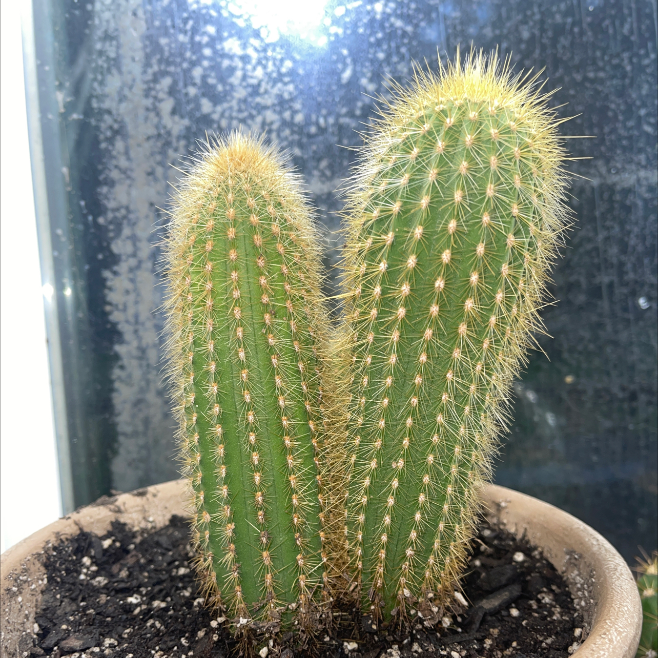 Photo of the plant species Pilosocereus lanuginosus by @TraveledAlmond named Pilosocereus tillianus on Greg, the plant care app