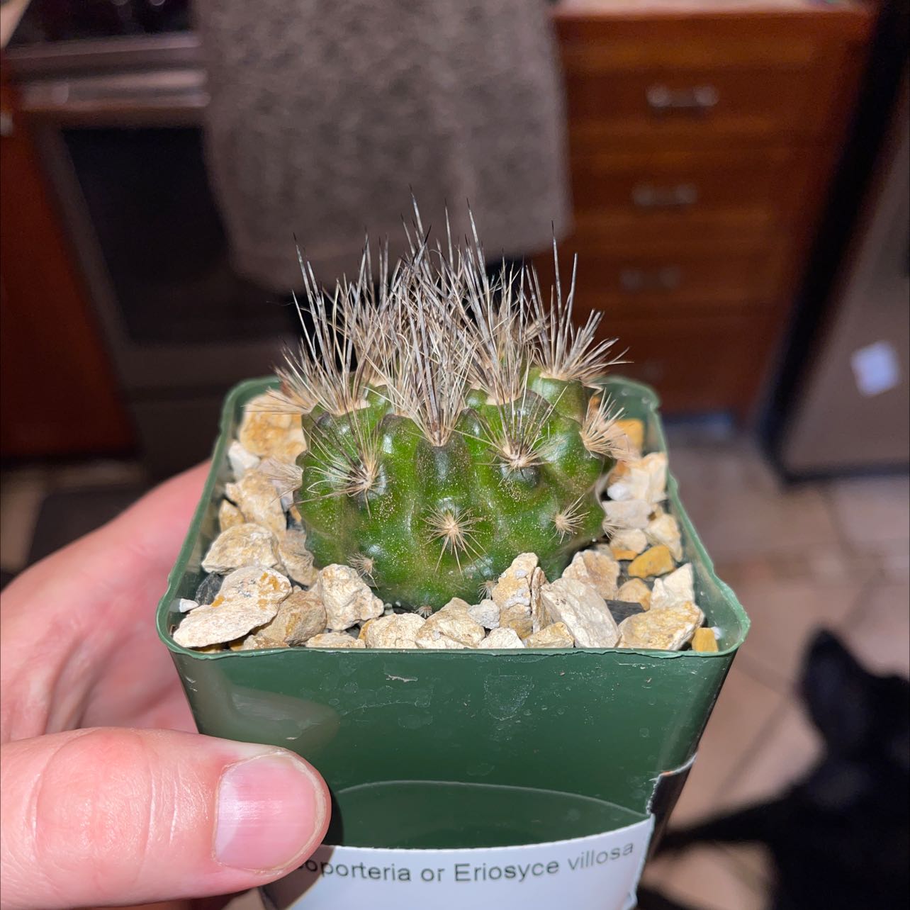 Photo of the plant species Neoporteria multicolor by @TraveledAlmond named Neoporteria or eriosyce villosa on Greg, the plant care app