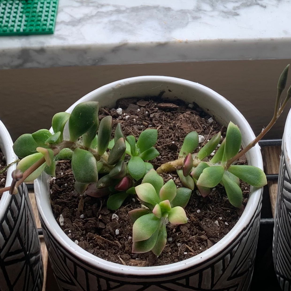 Potted Anacampseros 'Sunrise' plant with visible soil, healthy leaves, and no visible flowers.