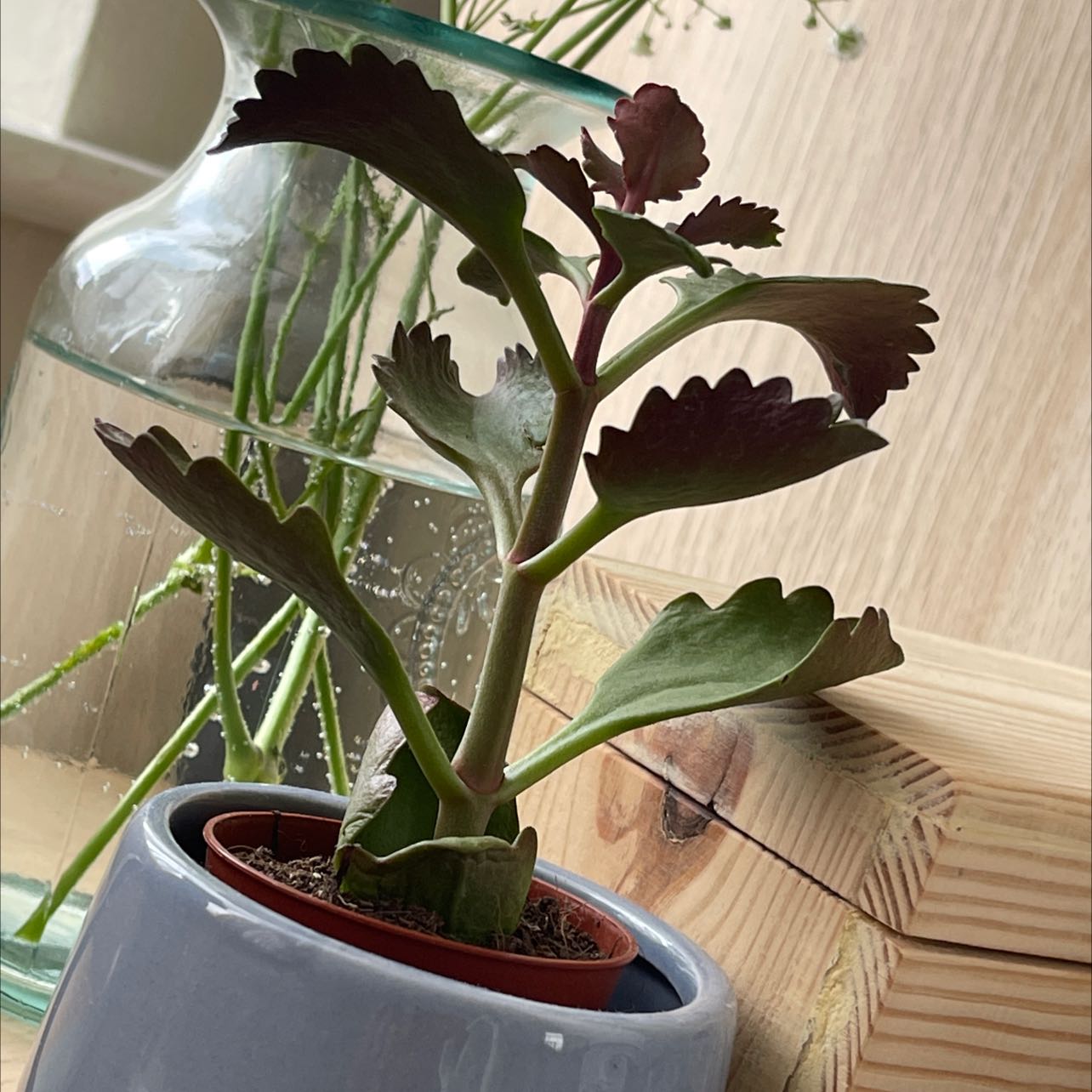 Tugela Cliff-Kalanchoe plant in a small pot with green and red-edged leaves.