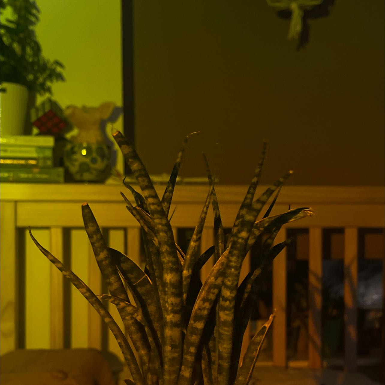 Plant care for Siam Silver on Greg, the plant care app