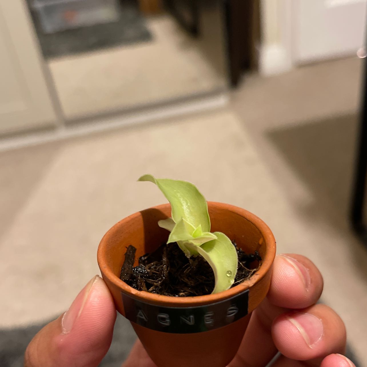 Plant care for Blue Flax.lily on Greg, the plant care app