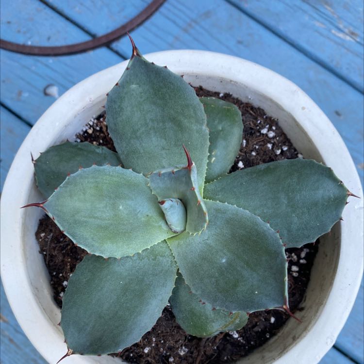 Butterfly Agave plant in a white pot with visible soil, well-framed and in focus.