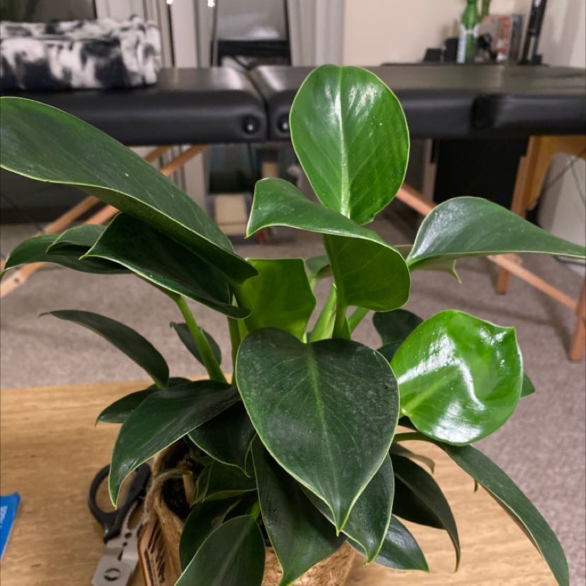 Healthy Green Princess plant with glossy, dark green leaves in a woven basket.