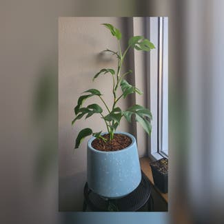 Mini Monstera plant in Vancouver, Washington