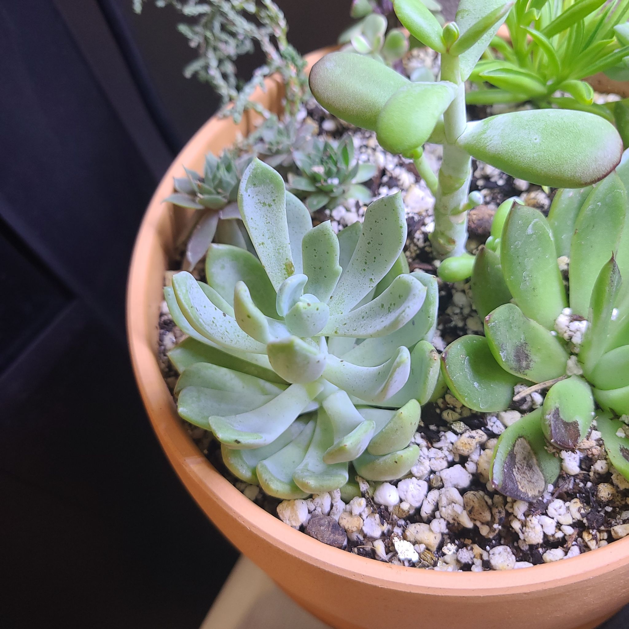 Potted Echeveria 'Orion' with other succulents, healthy and well-drained soil.