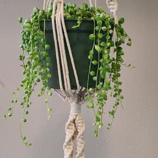Variegated String of Pearls plant in Vancouver, Washington
