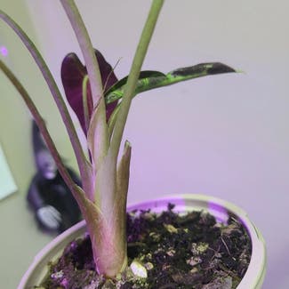Alocasia 'Bambino' plant in Vancouver, Washington