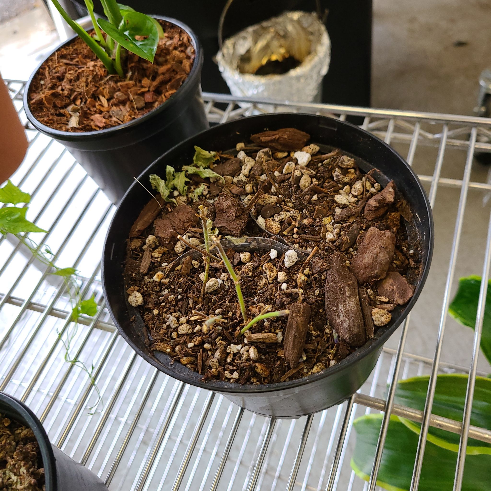 Potted Bacopa plant with sparse foliage and visible soil.