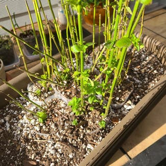 Spearmint plant in Vancouver, Washington