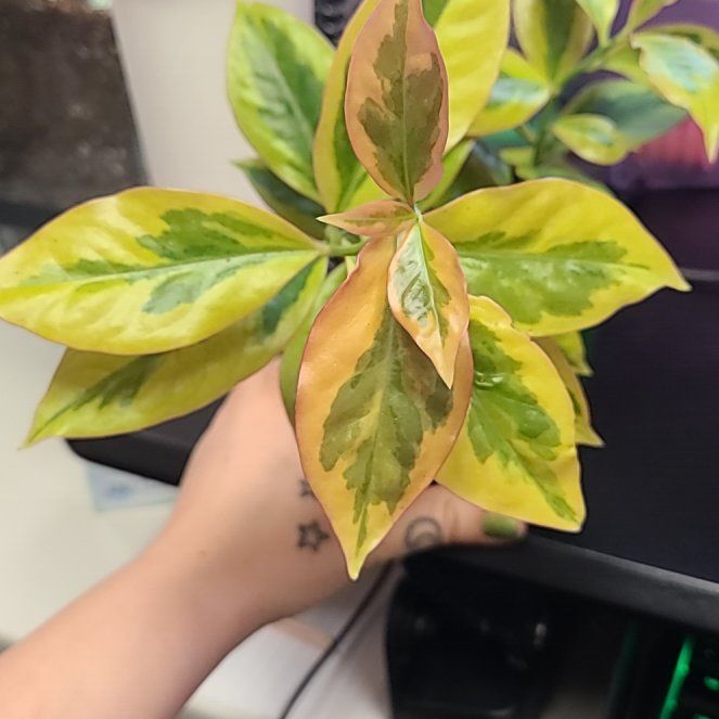 Photo of the plant species Variegated Barbados Gooseberry by @cascadianroots named Godseffiana on Greg, the plant care app