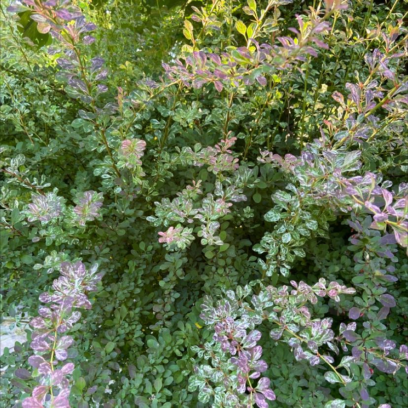 Dense growth of Japanese Barberry with variegated green and purple leaves.