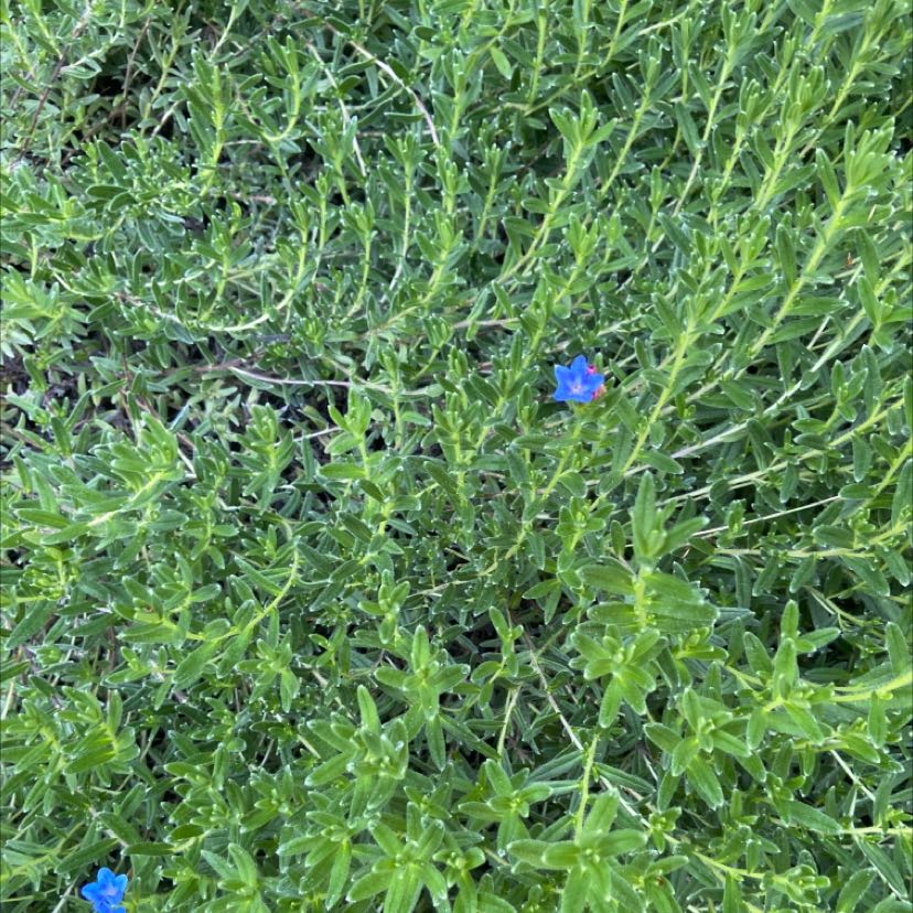 Photo of the plant species Glandora diffusa by @RegnantLarkspur named Plato on Greg, the plant care app