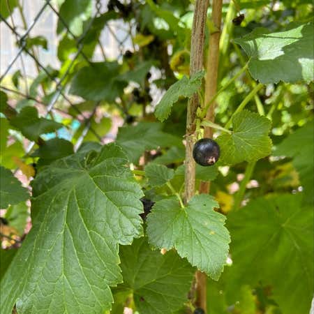 Photo of the plant species Black Currant by Regnantlarkspur named Your plant on Greg, the plant care app