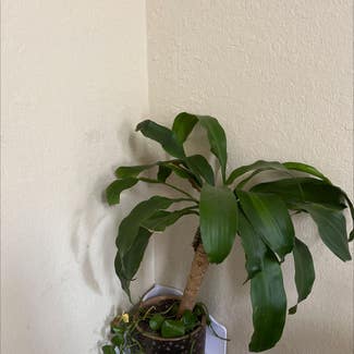 Cornstalk Dracaena plant in Ocala, Florida