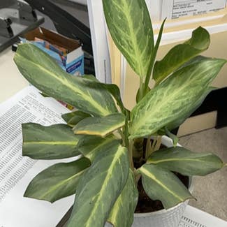 Chinese Evergreen plant in Ocala, Florida