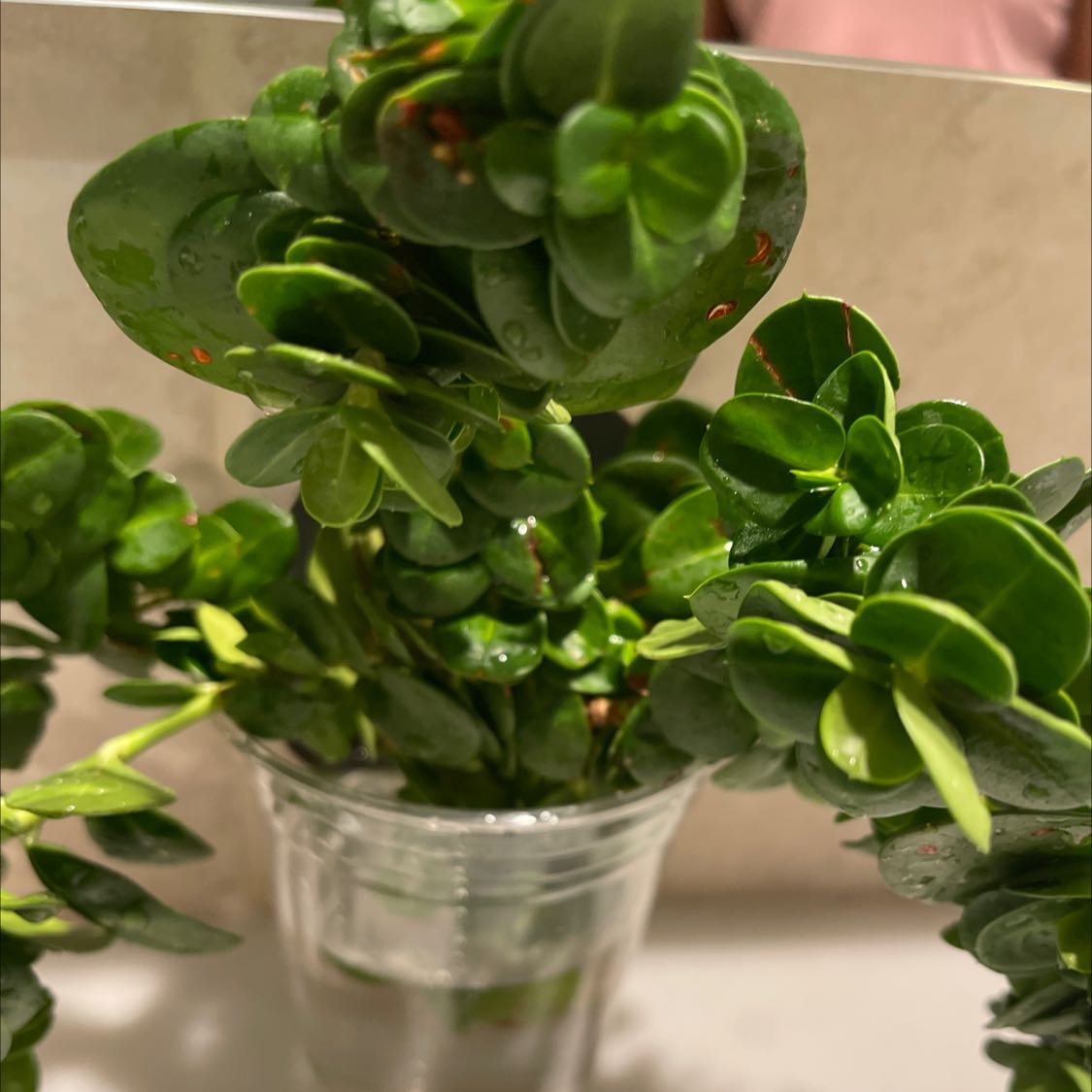 Natal Plum plant with glossy green leaves in a plastic cup.