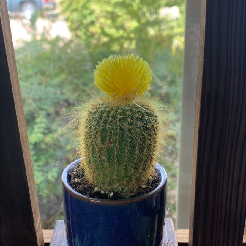 Texas Rainbow Cactus in a blue pot with a yellow flower on top.