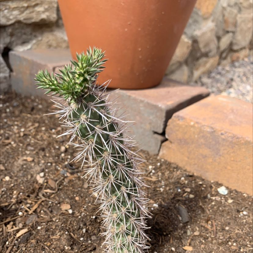 Young Cane Cholla cactus planted in soil with a terracotta pot and stone background.