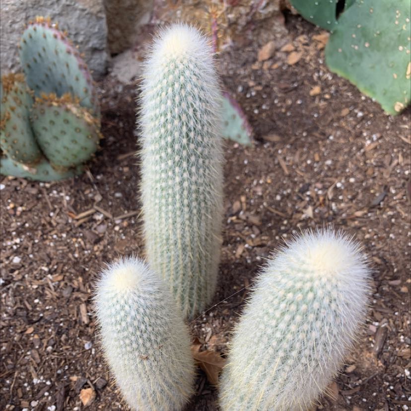 Photo of the plant species Silver Torch Cactus by @ActiveQuincula named Your plant on Greg, the plant care app