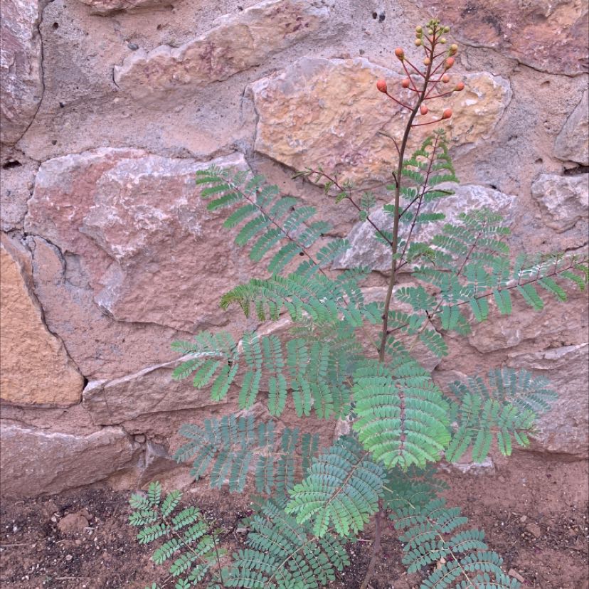 Young Dwarf Poinciana plant with green leaves and visible buds against a stone wall.