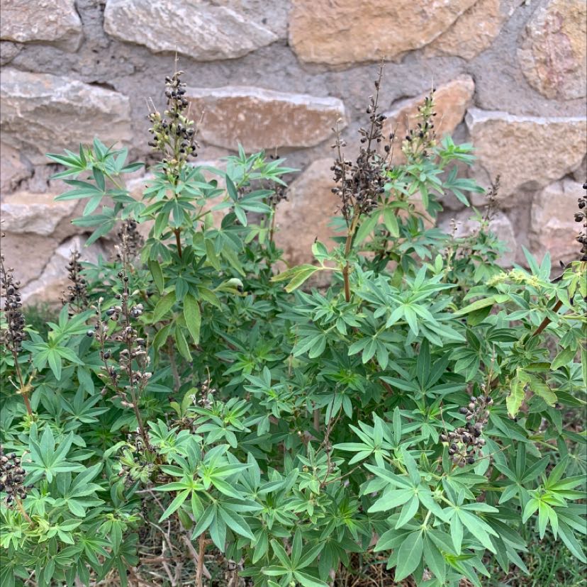 Chaste Tree with green leaves and dried flower spikes against a stone wall.