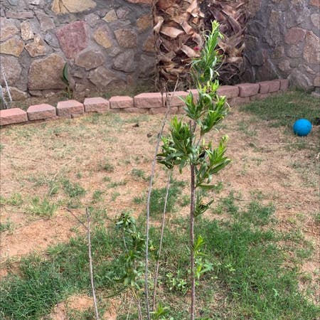 Photo of the plant species Desert Willow by Activequincula named Your plant on Greg, the plant care app
