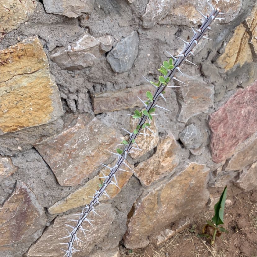 Ocotillo plant against a stone wall with new green leaves sprouting.