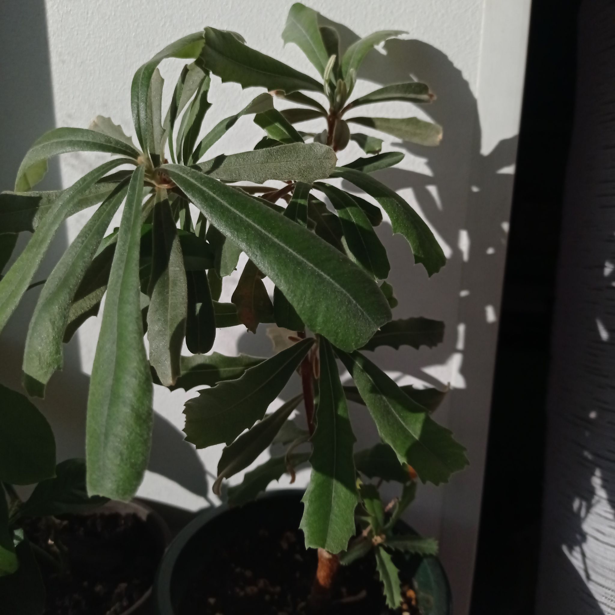 Photo of the plant species Coast Banksia by @sask named Banksy on Greg, the plant care app