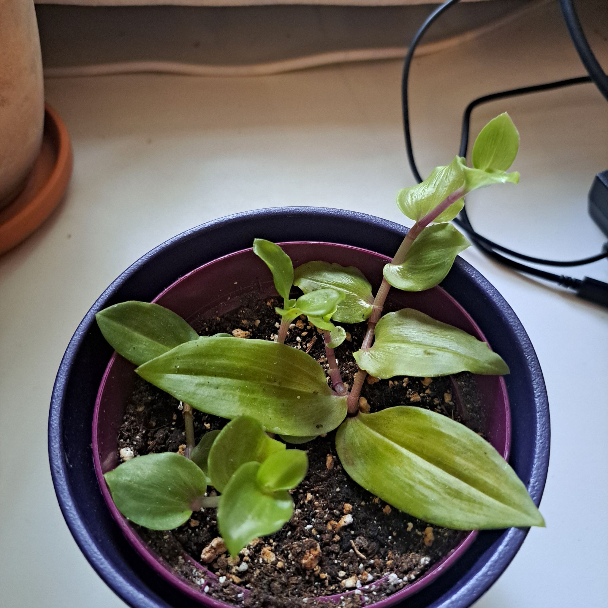 Photo of the plant species Tradescantia 'Melnikoff' by @sask named Mol on Greg, the plant care app