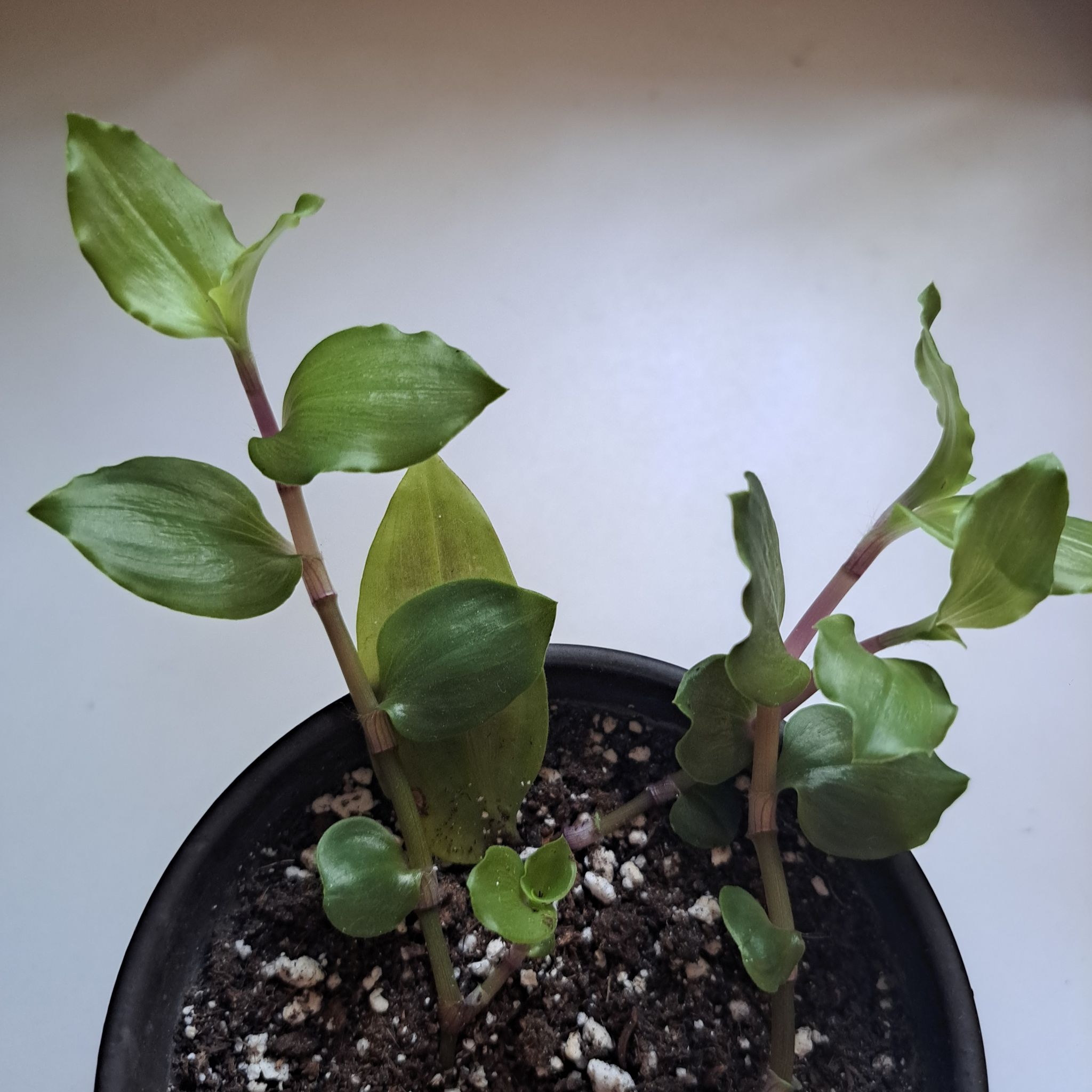 Photo of the plant species Tradescantia 'Melnikoff' by @sask named Jam on Greg, the plant care app