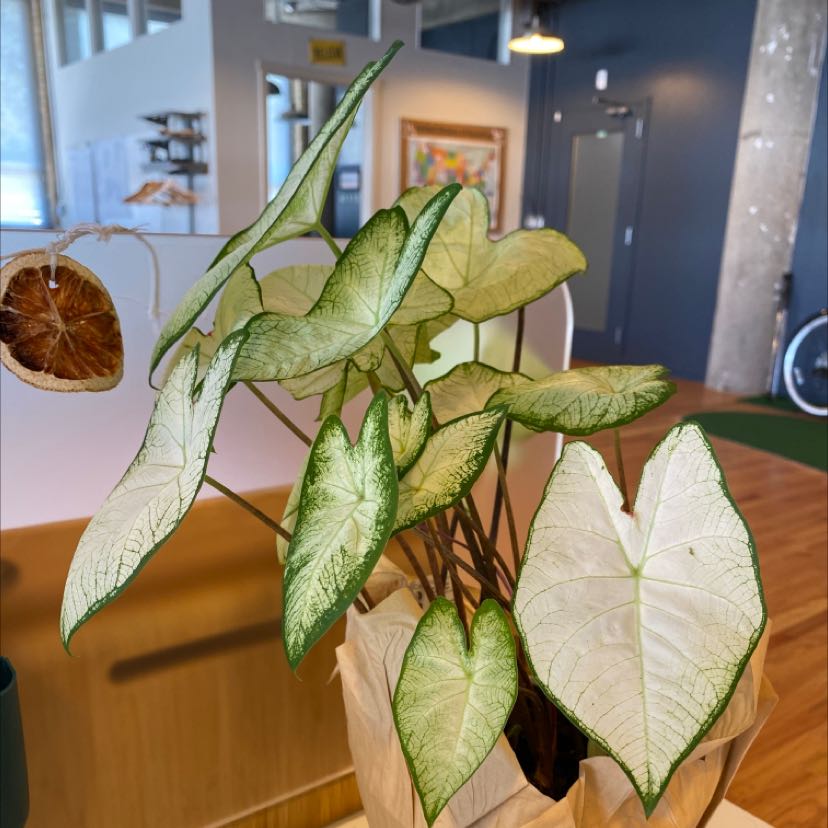 Photo of the plant species Heart of Jesus by @AficionadaSalad named Ames on Greg, the plant care app