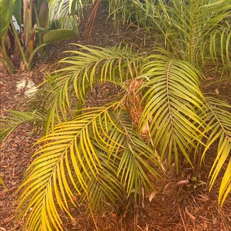 Pygmy Date Palm plant in Somewhere on Earth
