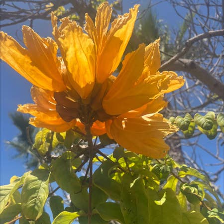 Photo of the plant species African Tuliptree by Plenarygreenash named Hi on Greg, the plant care app