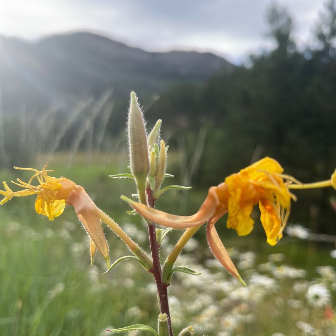 Common Evening-Primrose with yellow flowers in an outdoor setting.