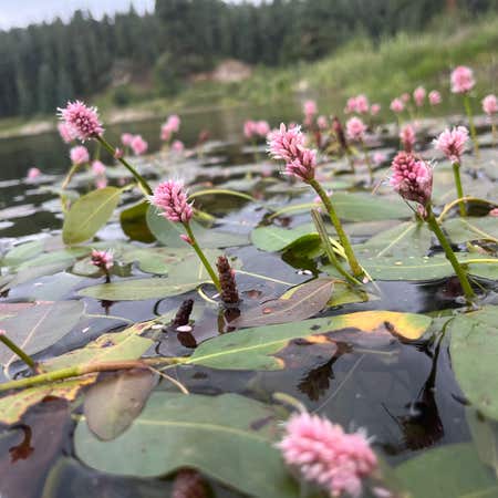 Photo of the plant species Amphibious Bistort by @PlenaryGreenash named Water on Greg, the plant care app