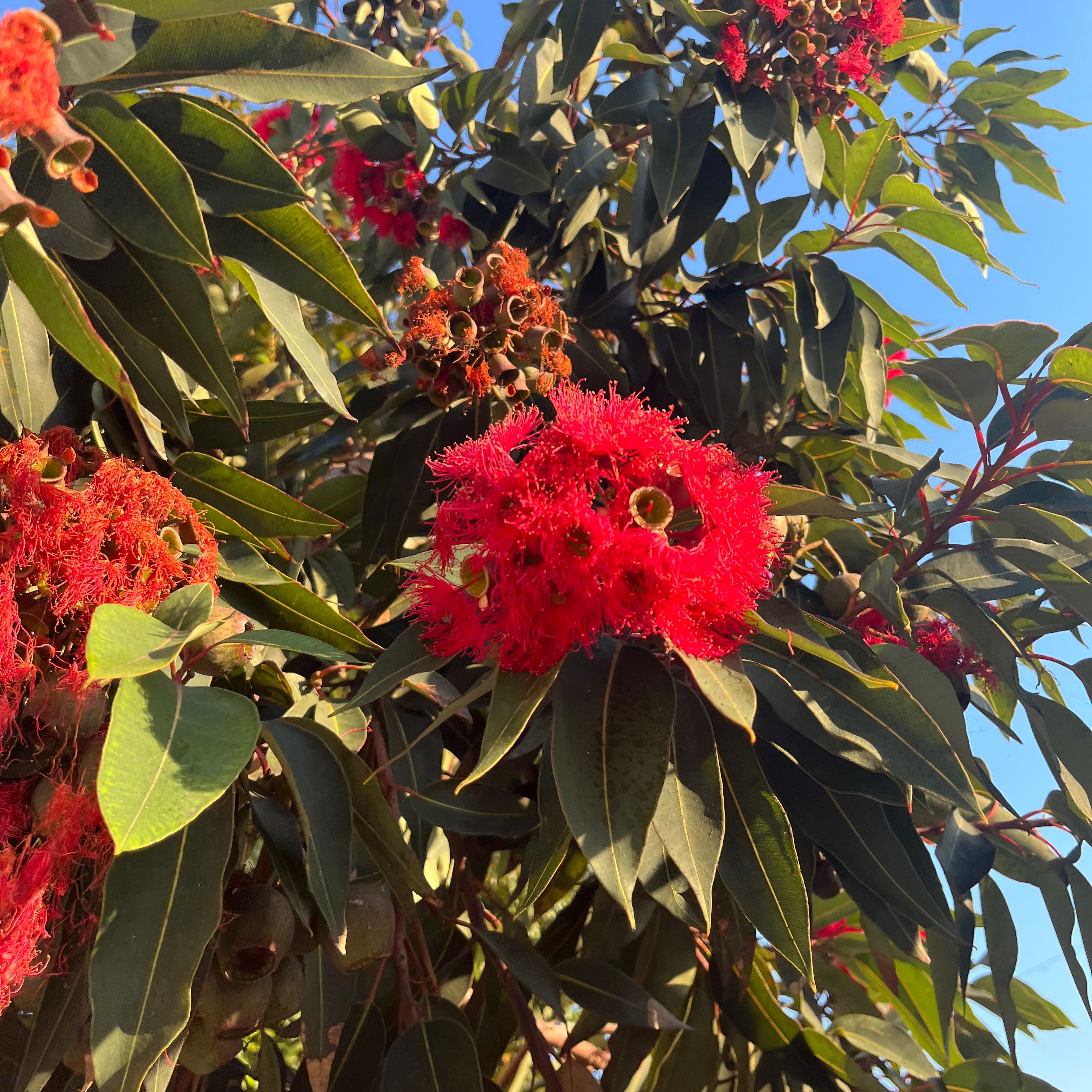 Photo of the plant species Flowering Gum by @PlenaryGreenash named Red on Greg, the plant care app