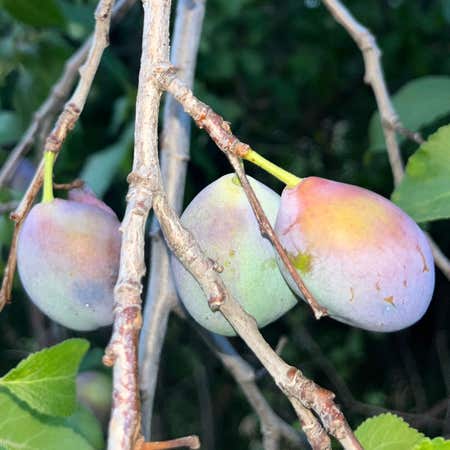 Photo of the plant species Common Plum by Plenarygreenash named Your plant on Greg, the plant care app