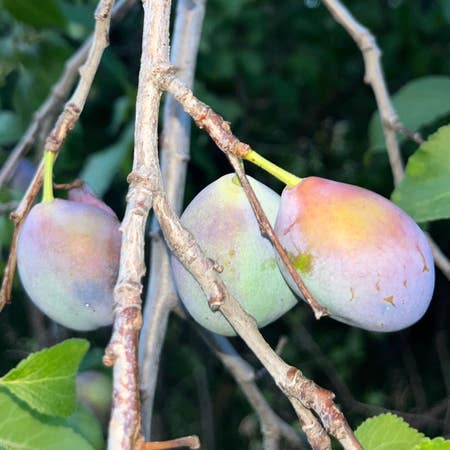 Photo of the plant species European Plum by Plenarygreenash named Your plant on Greg, the plant care app