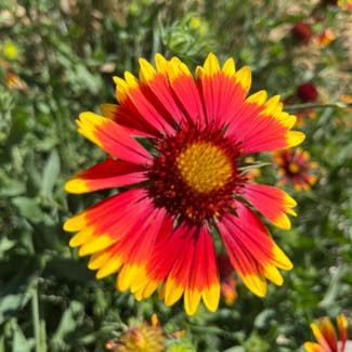 Indian Blanket plant in Somewhere on Earth