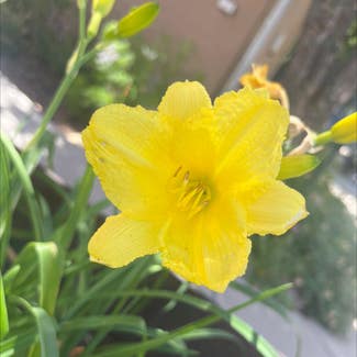 Yellow Daylily plant in Somewhere on Earth