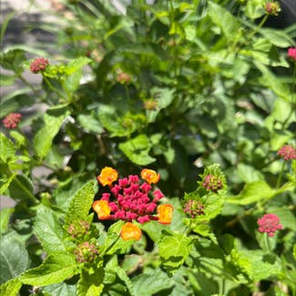 Lantana plant in Somewhere on Earth