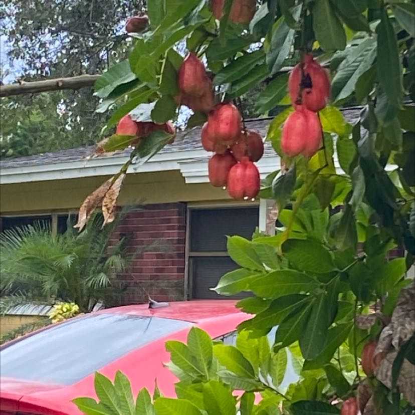 Photo of the plant species Blighia sapida by @NoblyRedlion named Your plant on Greg, the plant care app