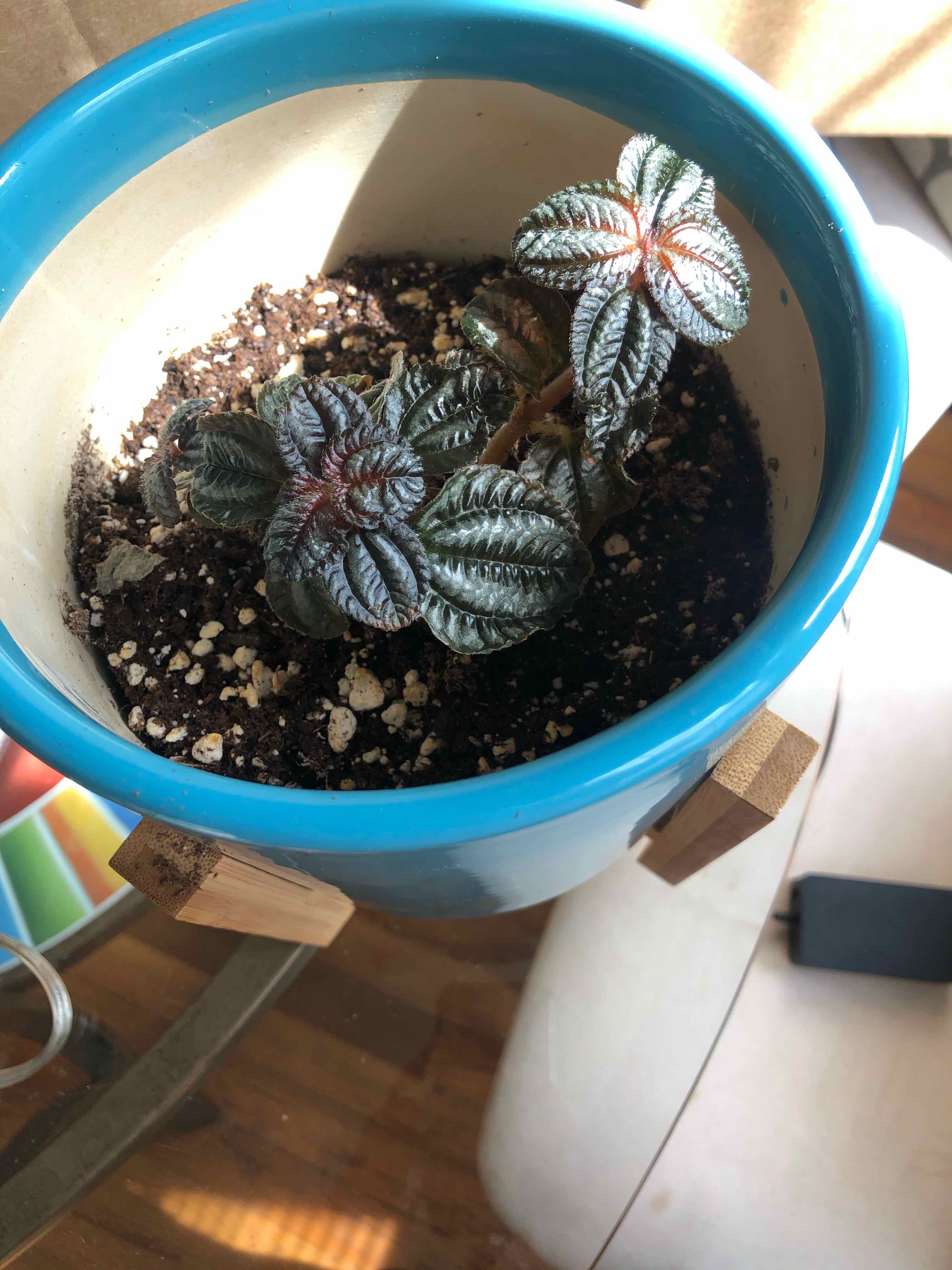 Friendship Plant in a blue pot with visible soil, appears healthy.