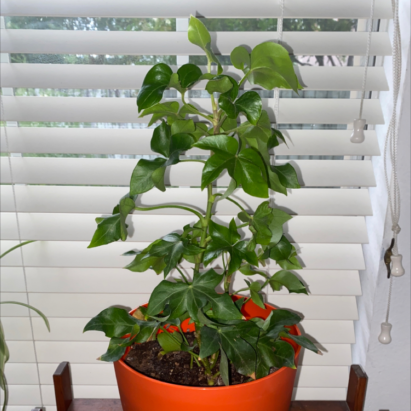 Potted Tree ivy plant with vibrant green leaves in an orange pot, placed indoors near a window.