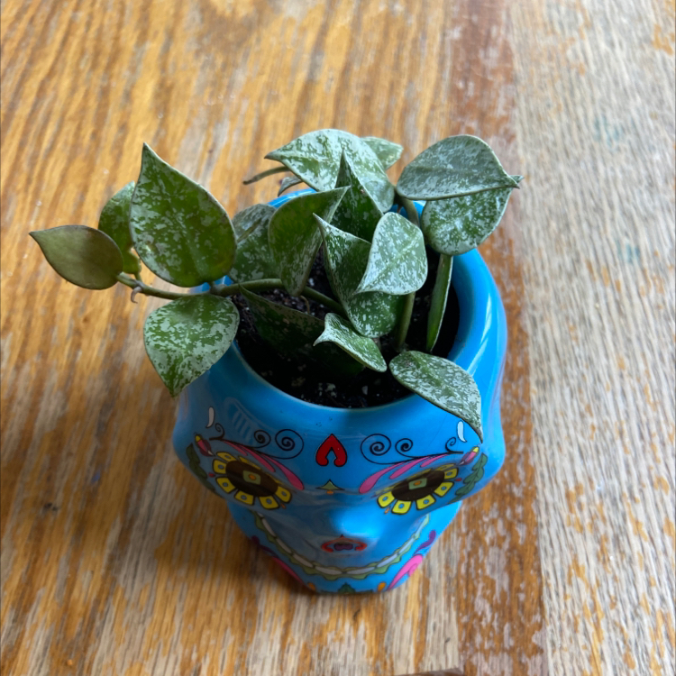 Hoya khroniana Silver Splash plant in a decorative blue pot with silver-splashed leaves.