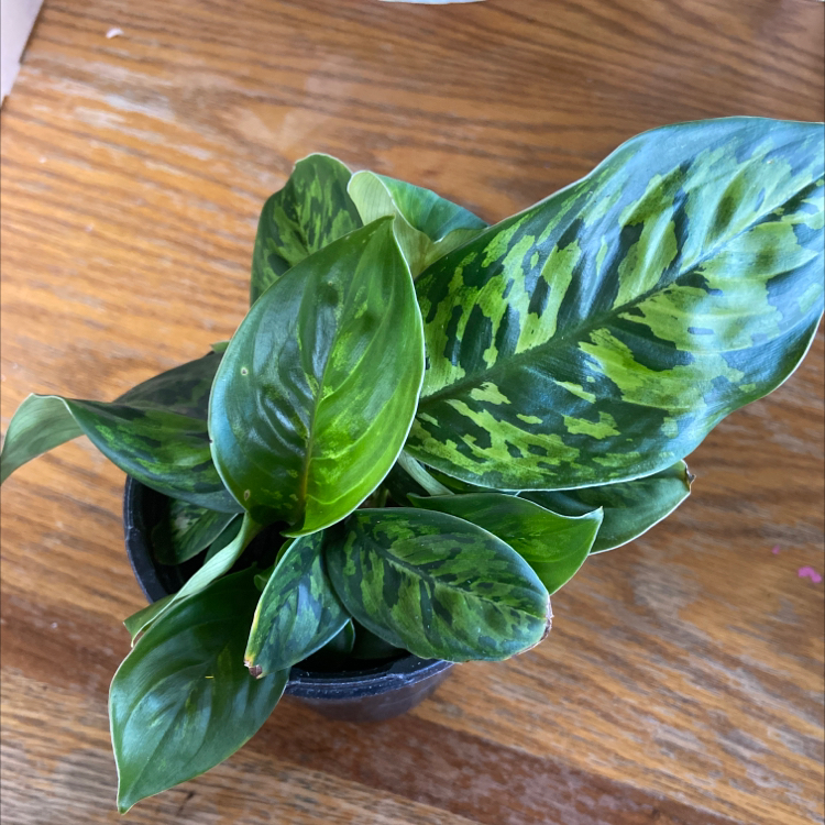 Homalomena 'Selby' plant with vibrant green variegated leaves in a black pot.
