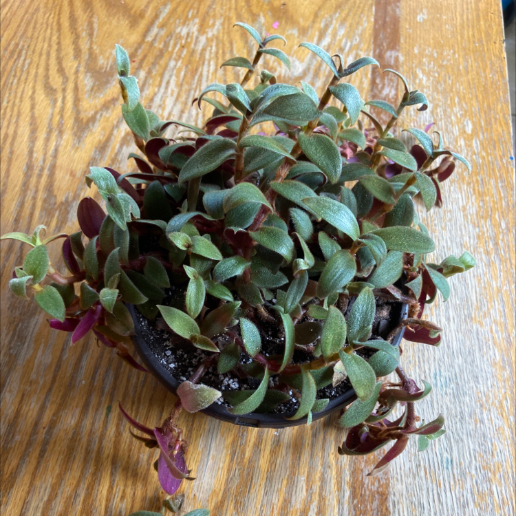 Teddy Bear Vine plant in a small pot on a wooden surface, with healthy green and purple leaves.