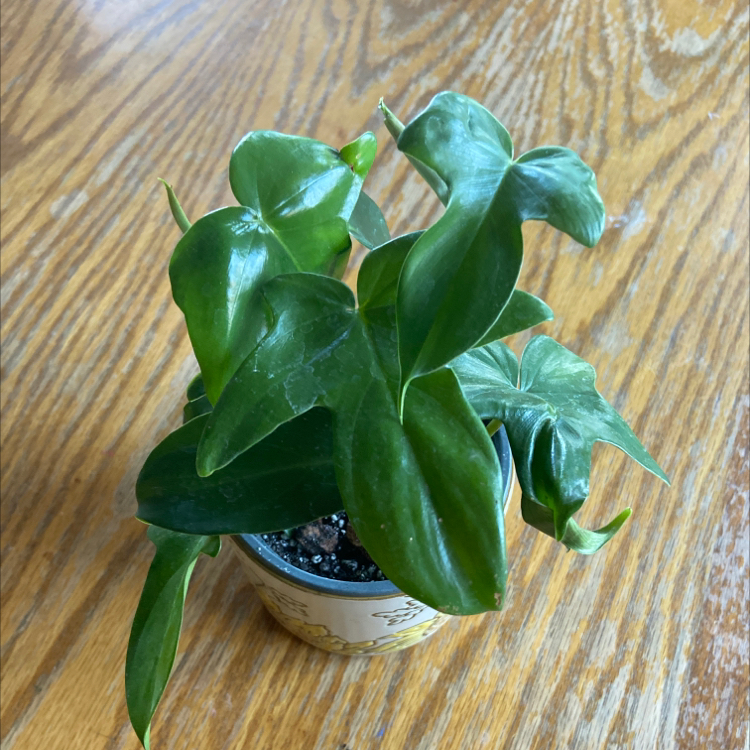 Horsehead Philodendron plant in a small pot on a wooden surface.